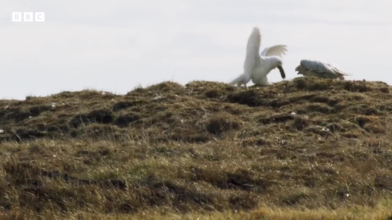 Feeding snowy owl chicks is no mean feat 😂 _ Frozen Planet II - BBC