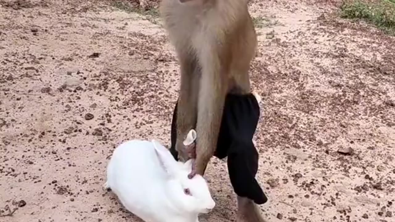 Cute Monkey #pets