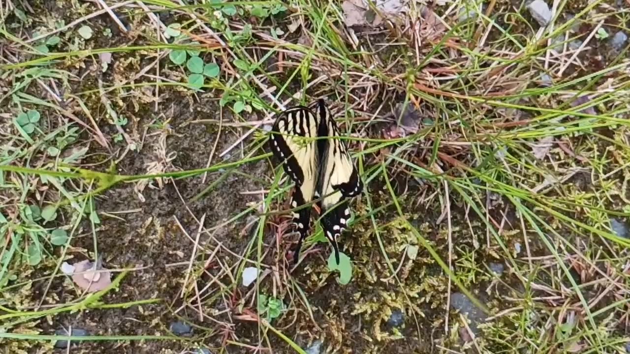 Swallowtail Butterfly