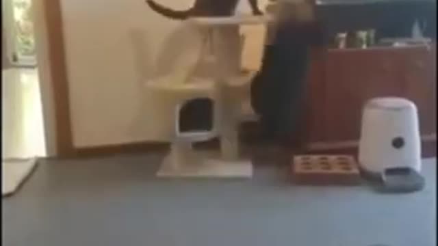 Funniest cat and dog 😂 Funny animal videos 2022 #33