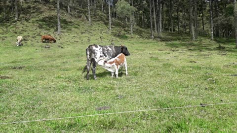 Vacas