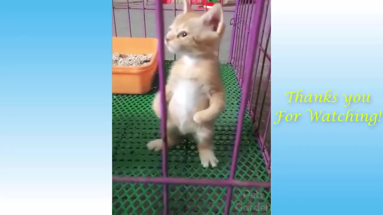 Funny Animals in the Best Try Not to Laugh Compilation