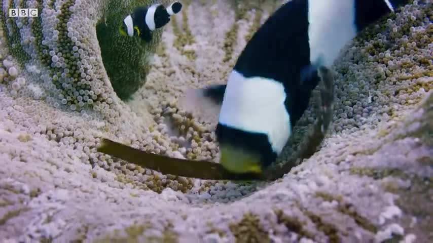 Amazing Clownfish Teamwork