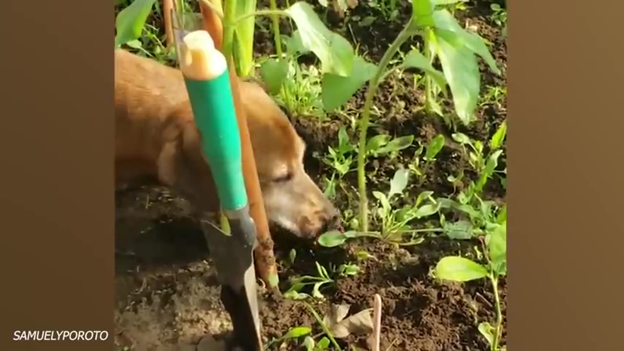 The Most Dramatic Dogs are Waiting for You here!😮🤣 FUNNIEST Animal Videos