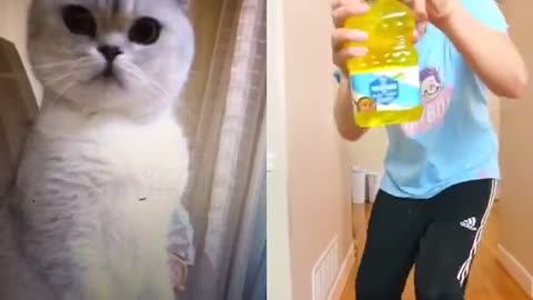 White Cat Reaction funny prank video #Catduet