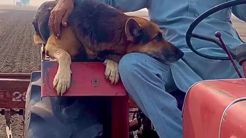 Dog Helped Farmer