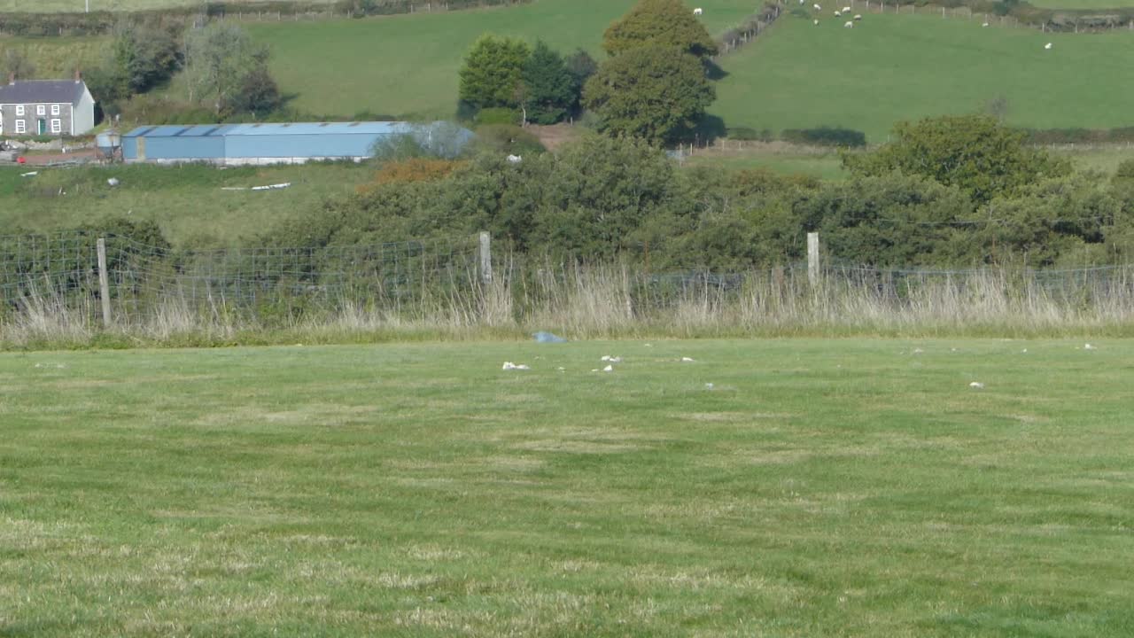 Red Kite Feeding near LLangadog, Wales (UK)