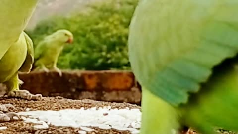 Cute Funny Scene of Parrot