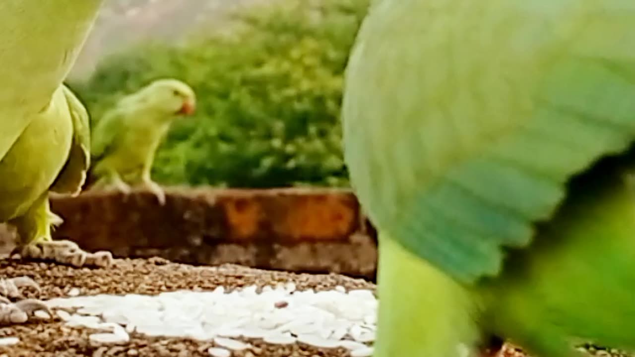 Cute Funny Scene of Parrot