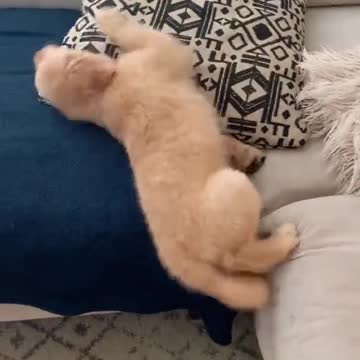 FUNNY PUPPY FAILED TO CLIMB.mp4