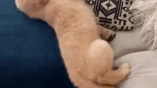 FUNNY PUPPY FAILED TO CLIMB.mp4