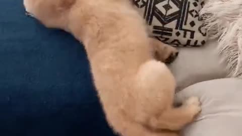 FUNNY PUPPY FAILED TO CLIMB.mp4