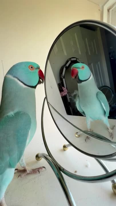 You be a good baby #parrot #thebluechicken #talkingparrot #indianringneck #funnyanimals #cutepets