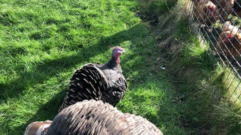 The Bronze is a breed of domestic turkey