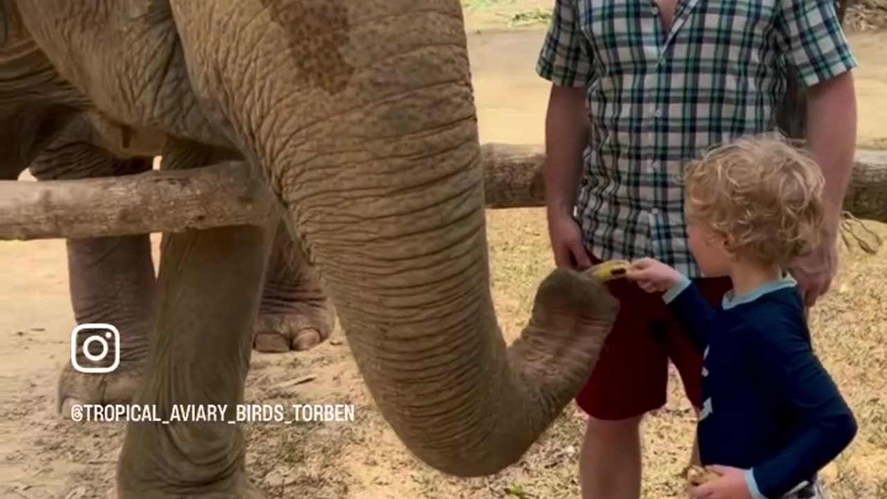 Bathing with elephants in Thailand