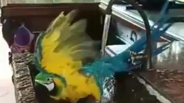 Too beautiful, Brazilian macaw