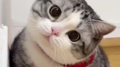 Cute cat