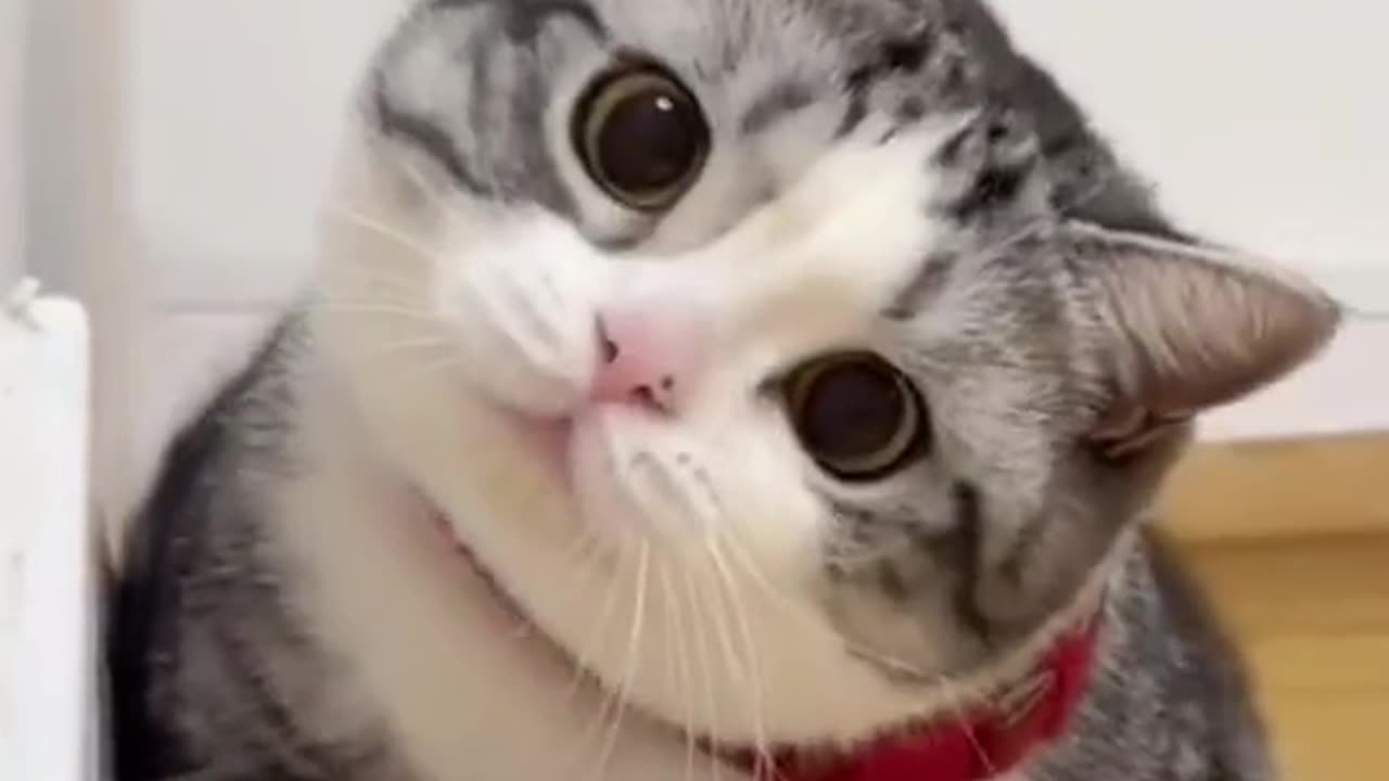 Cute cat