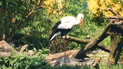 Cute birds charping in jungle.