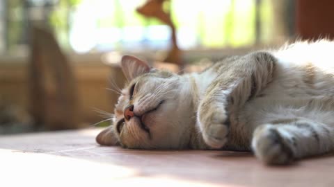 Cat Fun