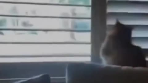 baby cats - cute and funny baby cat Part 3