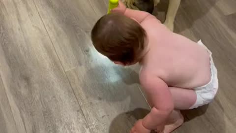 funny dogs with a baby