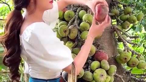 Fruit Harvesting From Japan garden _জাপান বাগান থেকে ফল আহরণ