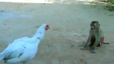 the fight between the chicken and the monkey