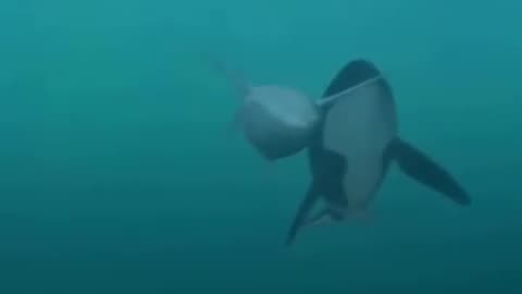 Orca vs Fish