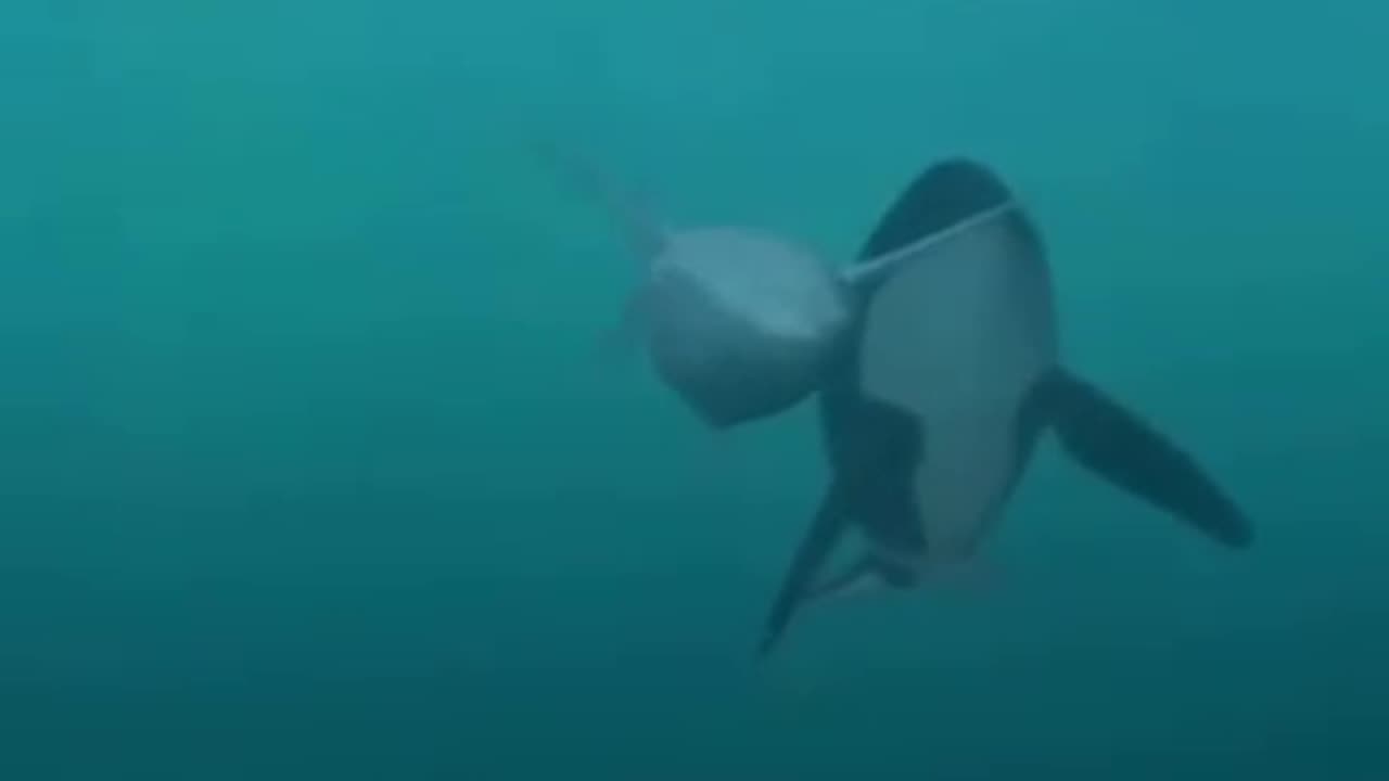 Orca vs Fish