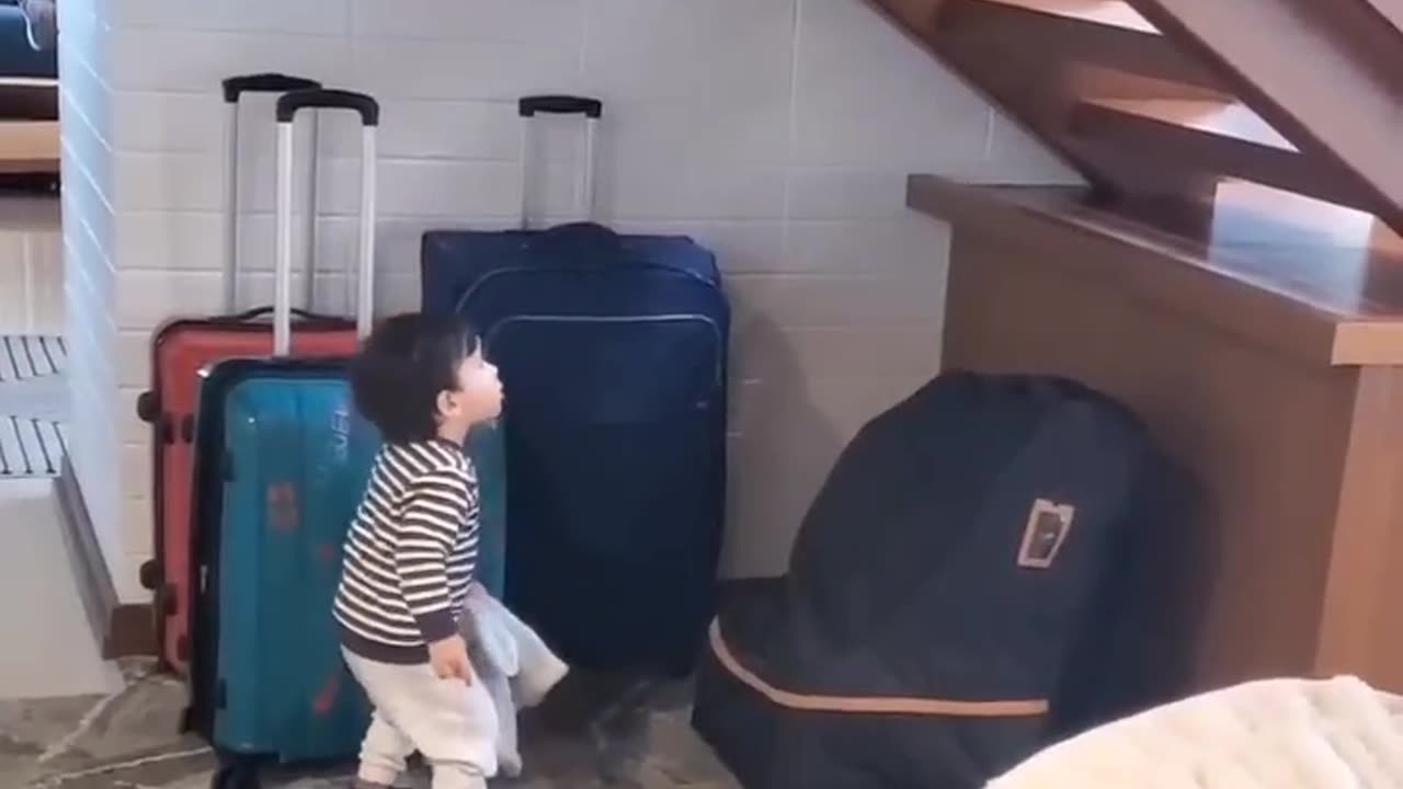 Funny cat vid