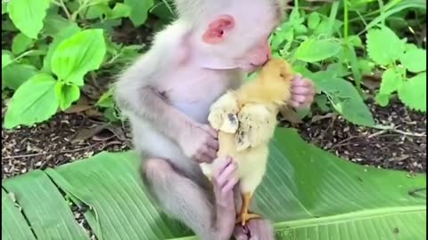 look at the chicken and the monkey love each other so much