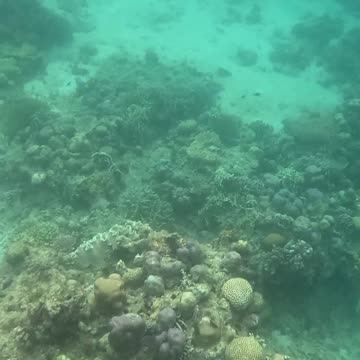 A Morning Snorkeling Adventure