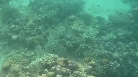 A Morning Snorkeling Adventure