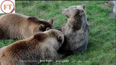 EUROPEAN BROWN BEAR