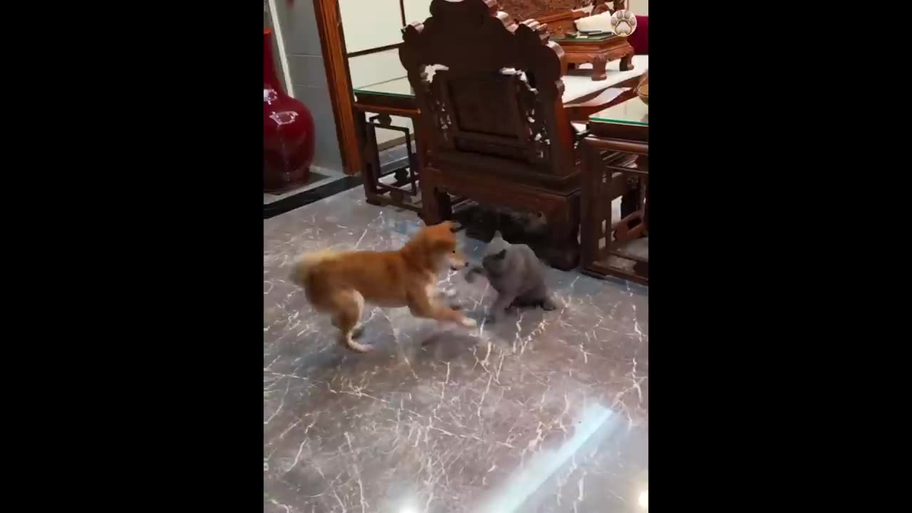 New Funny Animals. Funniest Cats and Dogs Videos 😺🐶