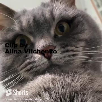 Cat life🐱Vita da gatto #cutecats