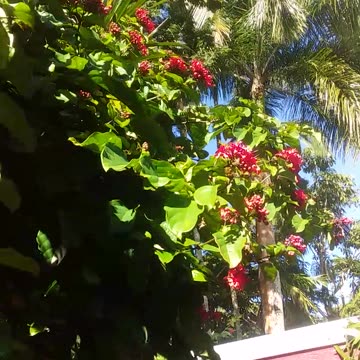 15.6.2024 Yellow-Bellied Sunbird