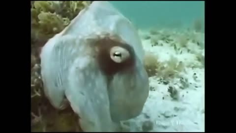 Shape Shifting