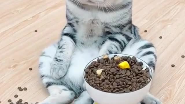 Cute cat shaking it's tail like most funny video