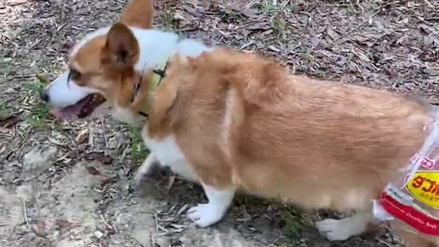 Appreciation of the best cute pets in 2022