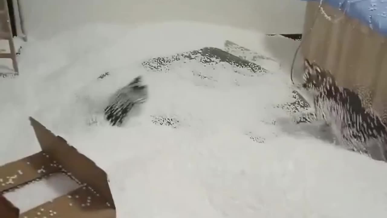 Funny kittens in fake snow