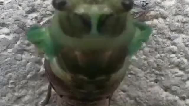 Found this guy mid-shed.. 40 minute time lapse in 40 seconds. 🤯🙌🏻🔥