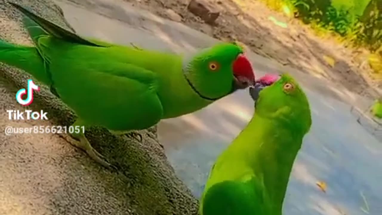 Love birds