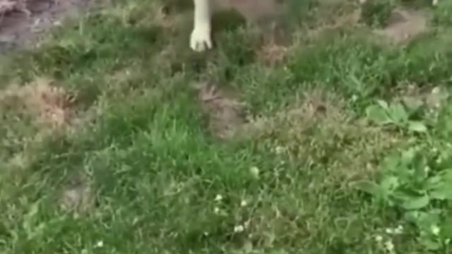 Funny Animals Video Comedy🤣🤣🤣