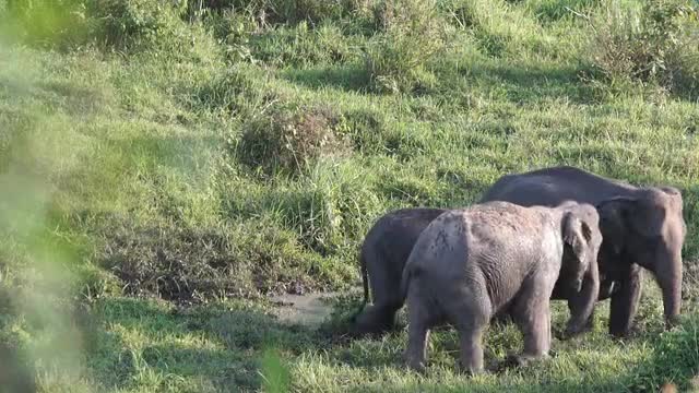 Elephant family