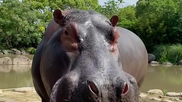 Hippo juicer overturned