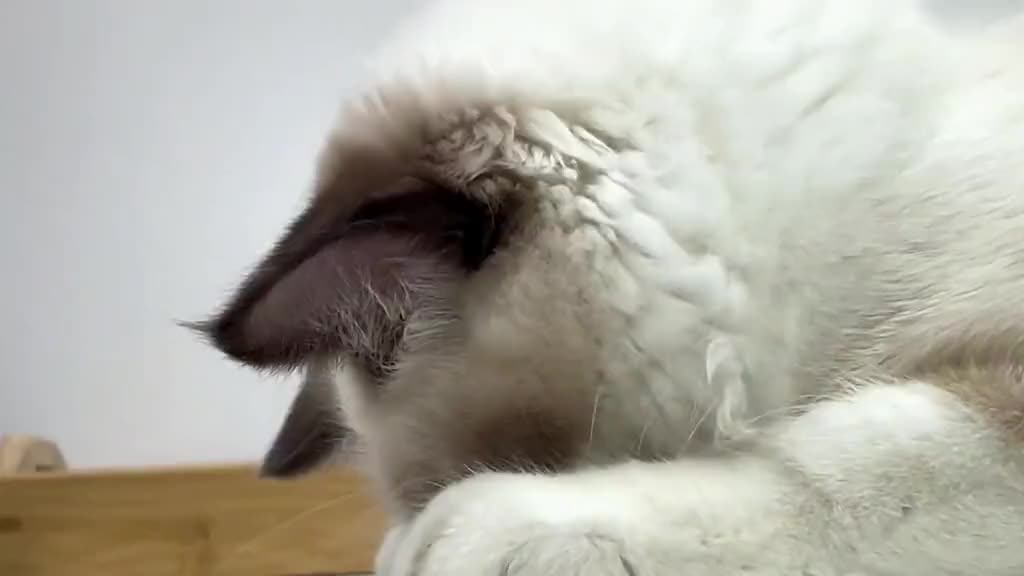 225_She is so cute #cat #catsoftiktok #catslovers #cattok #foryou