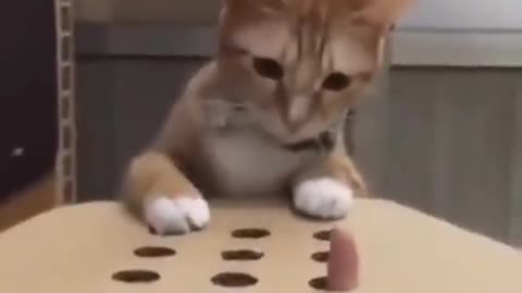 Cute cat playing