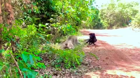 Monkey V's DOG REAL FIGHT